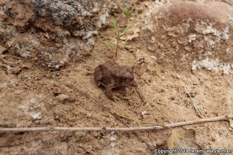 Arizona Toad (Anaxyrus microscaphus)