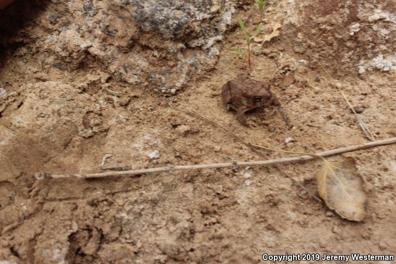 Arizona Toad (Anaxyrus microscaphus)