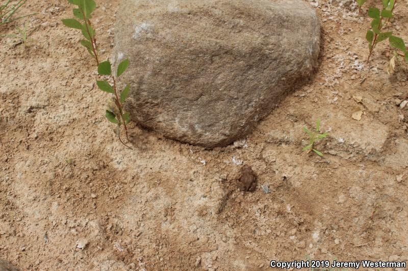 Arizona Toad (Anaxyrus microscaphus)