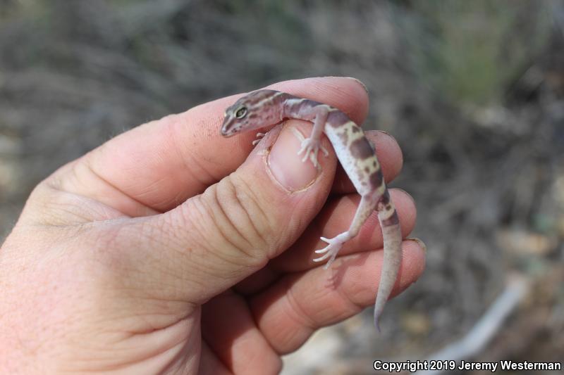 Utah Banded Gecko (Coleonyx variegatus utahensis)