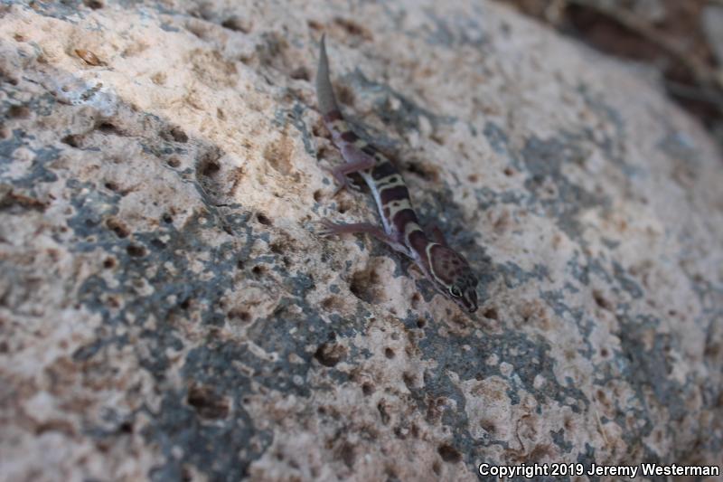 Utah Banded Gecko (Coleonyx variegatus utahensis)