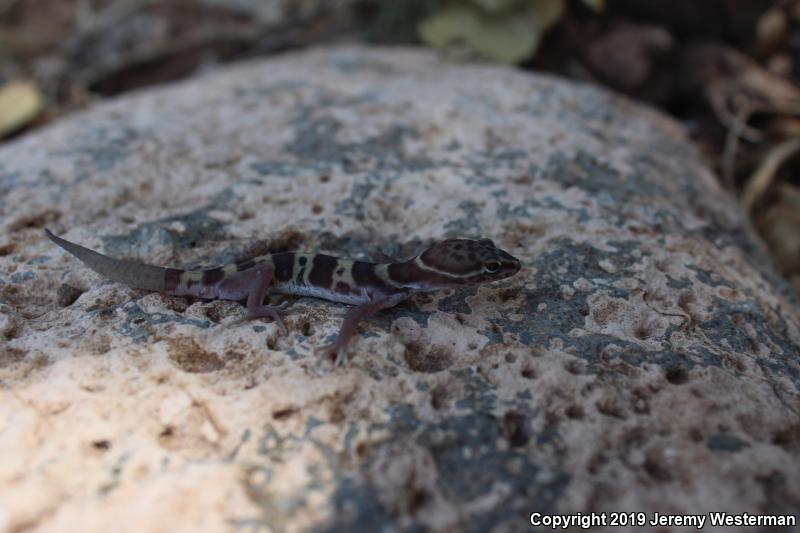 Utah Banded Gecko (Coleonyx variegatus utahensis)