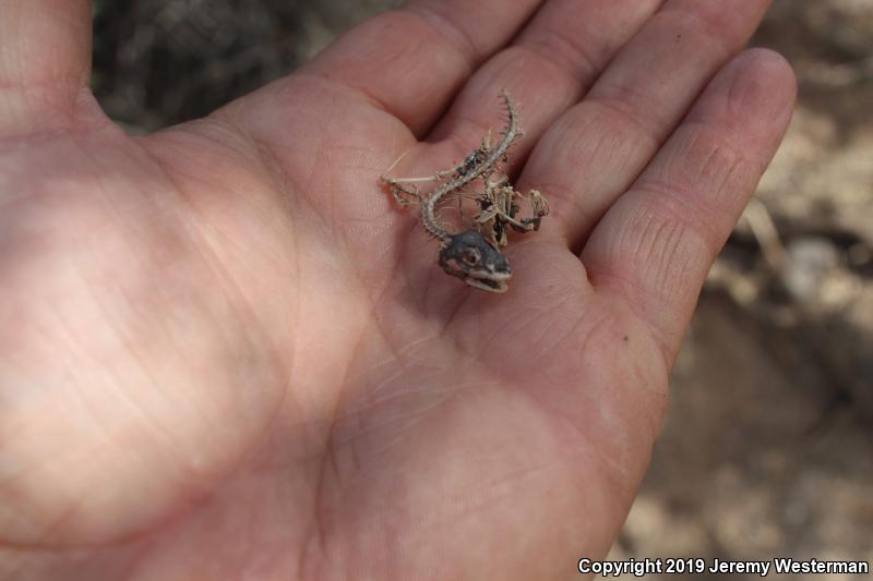 Utah Banded Gecko (Coleonyx variegatus utahensis)