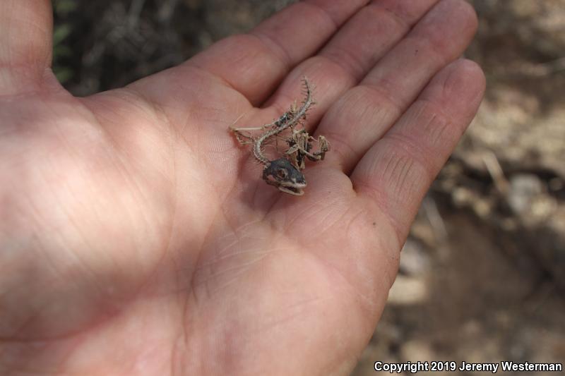 Utah Banded Gecko (Coleonyx variegatus utahensis)