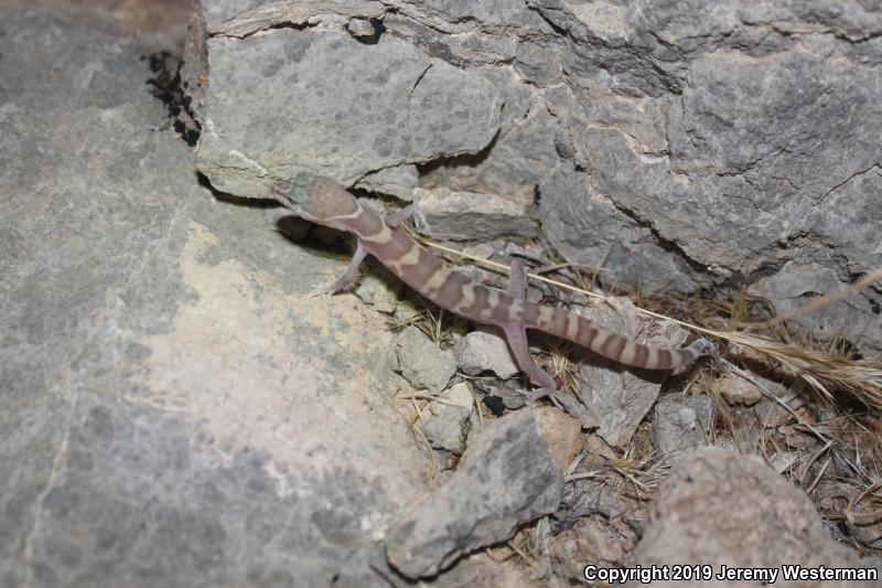 Utah Banded Gecko (Coleonyx variegatus utahensis)