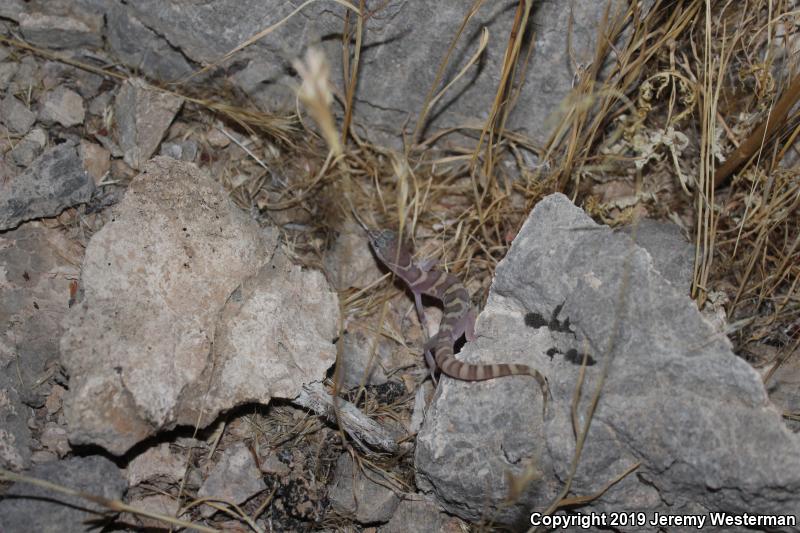 Utah Banded Gecko (Coleonyx variegatus utahensis)