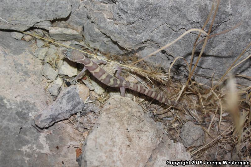 Utah Banded Gecko (Coleonyx variegatus utahensis)