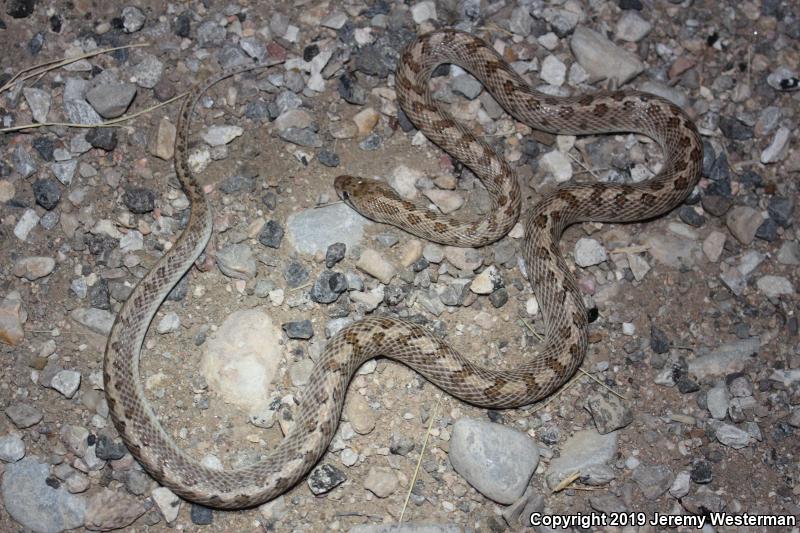 Desert Glossy Snake (Arizona elegans eburnata)