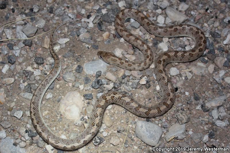 Desert Glossy Snake (Arizona elegans eburnata)