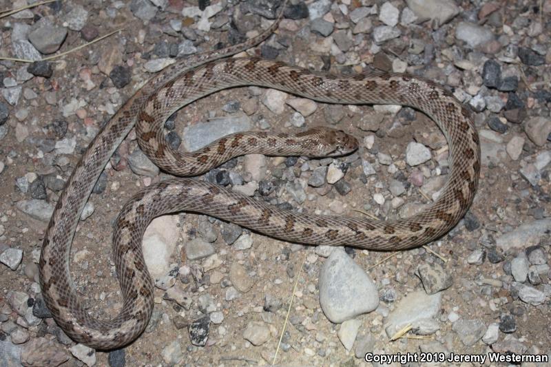 Desert Glossy Snake (Arizona elegans eburnata)