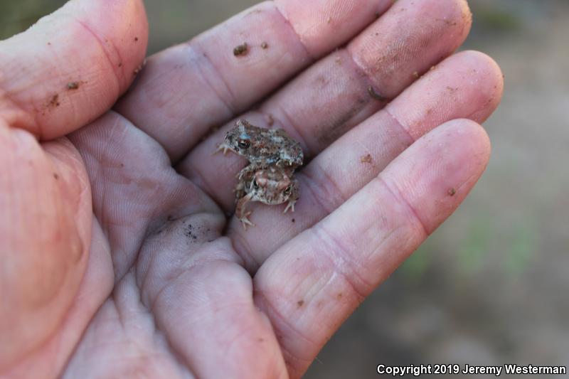 Arizona Toad (Anaxyrus microscaphus)