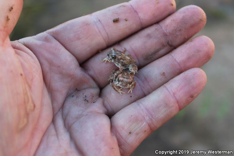 Arizona Toad (Anaxyrus microscaphus)