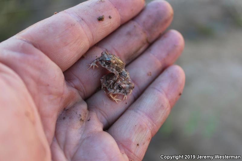 Arizona Toad (Anaxyrus microscaphus)