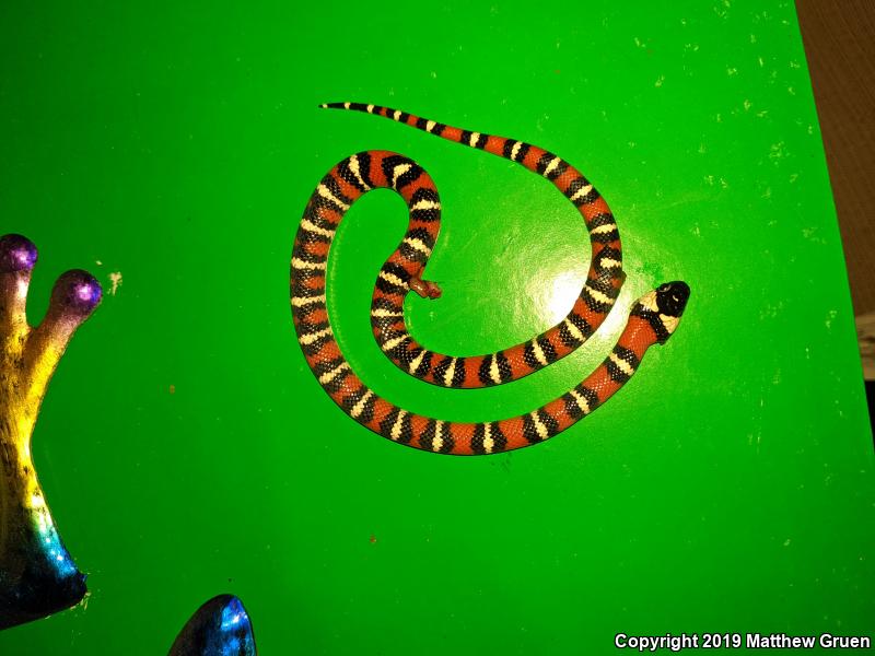 San Diego Mountain Kingsnake (Lampropeltis zonata pulchra)