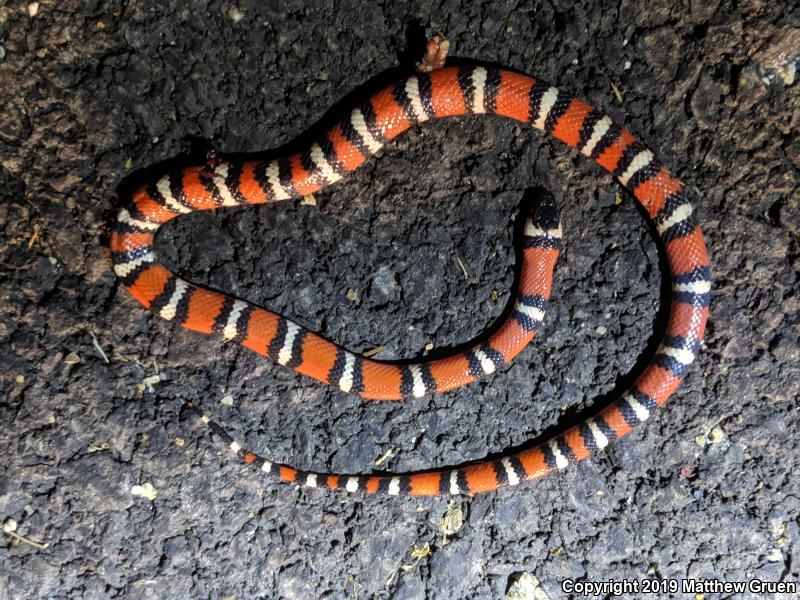 San Diego Mountain Kingsnake (Lampropeltis zonata pulchra)