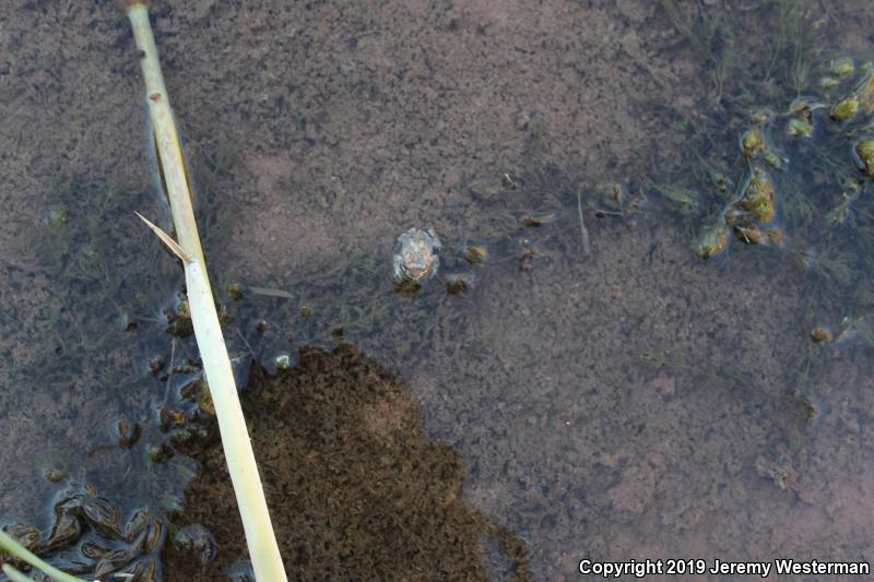 Arizona Toad (Anaxyrus microscaphus)