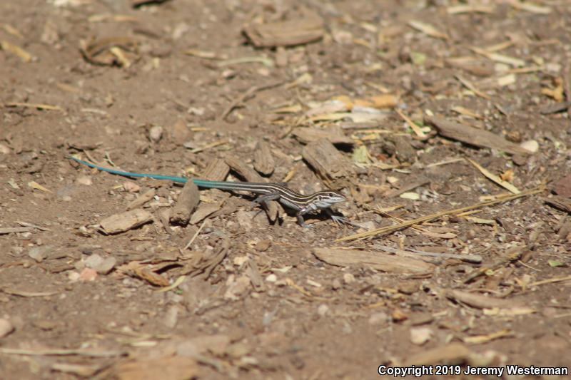 Plateau Striped Whiptail (Aspidoscelis velox)