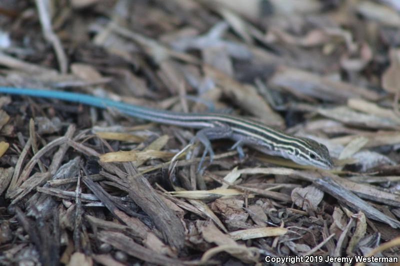 Plateau Striped Whiptail (Aspidoscelis velox)