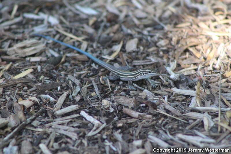 Plateau Striped Whiptail (Aspidoscelis velox)