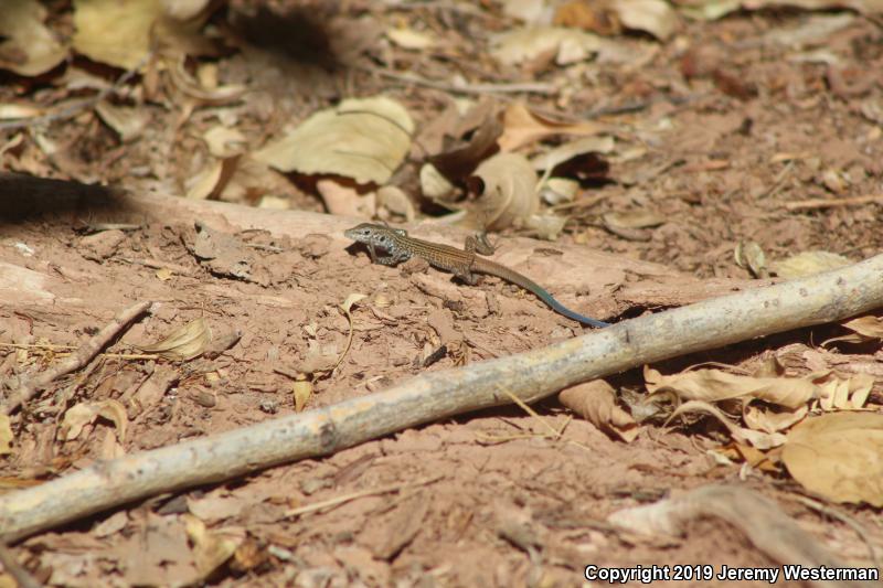 Northern Whiptail (Aspidoscelis tigris septentrionalis)