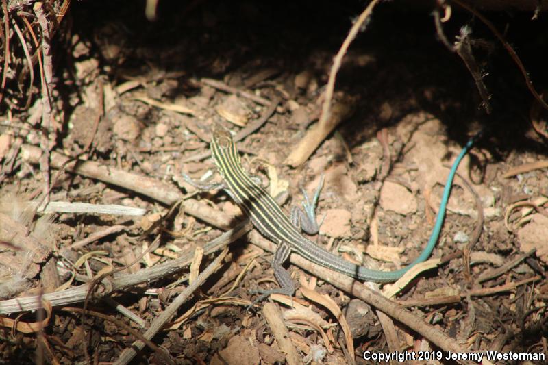 Plateau Striped Whiptail (Aspidoscelis velox)