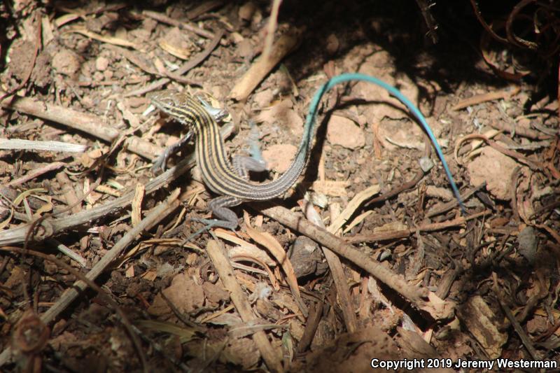 Plateau Striped Whiptail (Aspidoscelis velox)