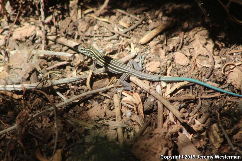 Plateau Striped Whiptail (Aspidoscelis velox)