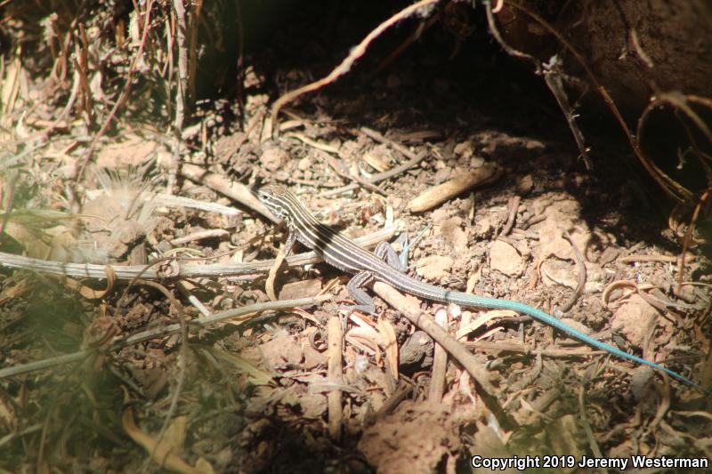 Plateau Striped Whiptail (Aspidoscelis velox)