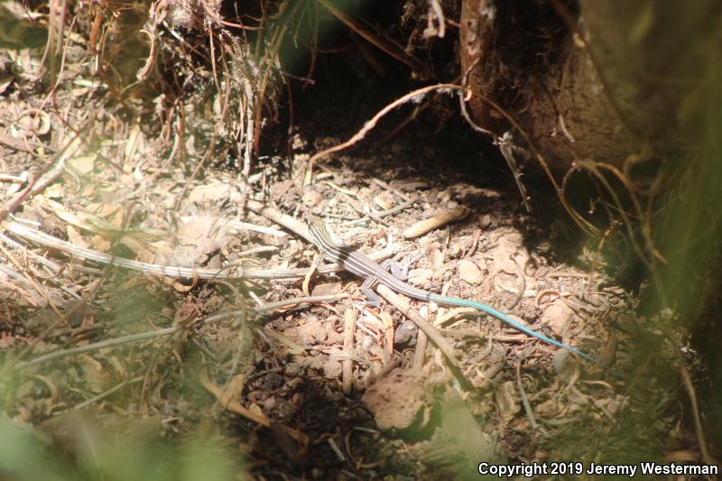 Plateau Striped Whiptail (Aspidoscelis velox)