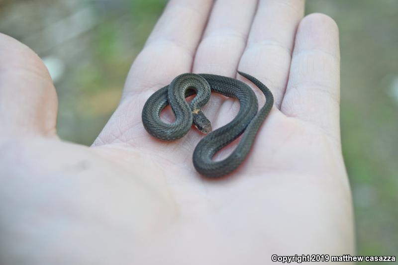 Red-bellied Snake (Storeria occipitomaculata)