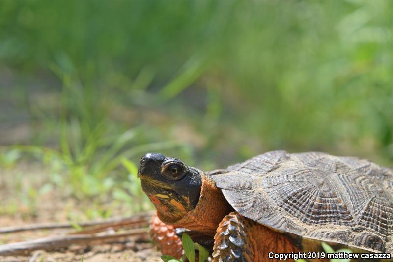 Wood Turtle (Glyptemys insculpta)