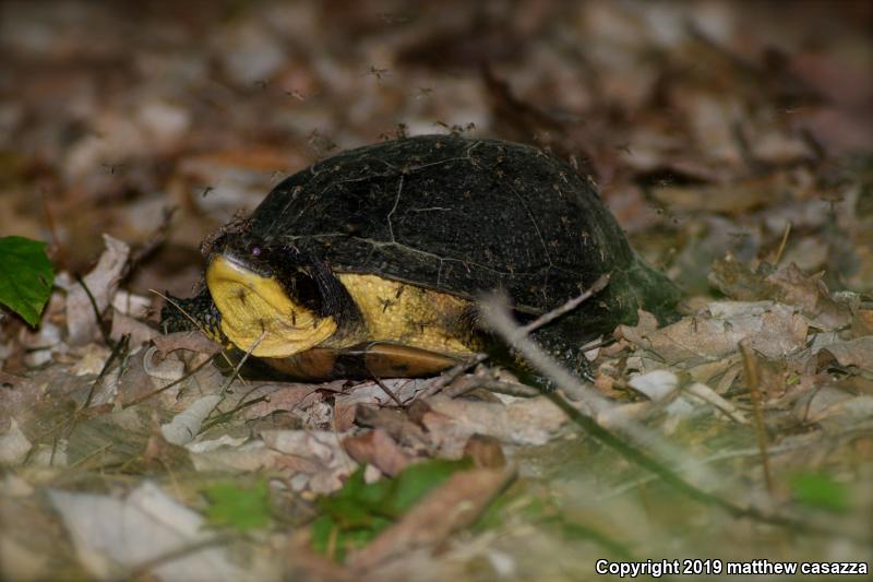 Blanding's Turtle (Emydoidea blandingii)