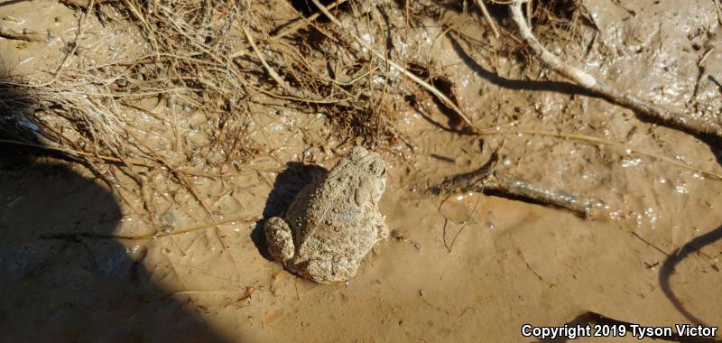 Woodhouse's Toad (Anaxyrus woodhousii woodhousii)