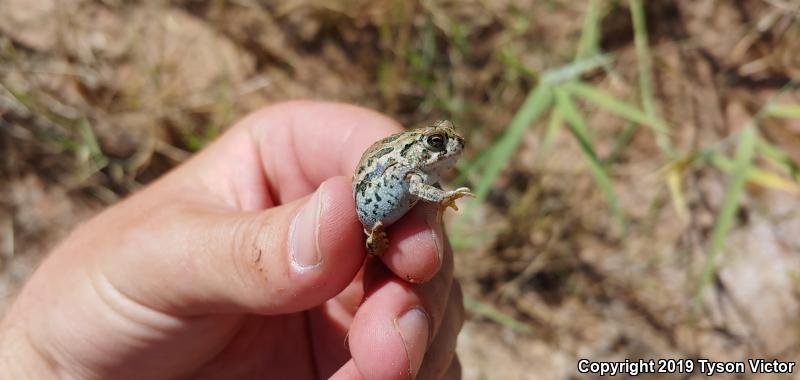 Great Plains Toad (Anaxyrus cognatus)