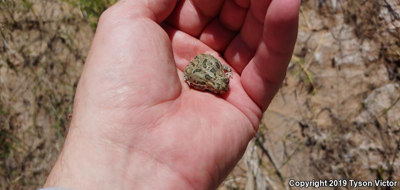 Great Plains Toad (Anaxyrus cognatus)