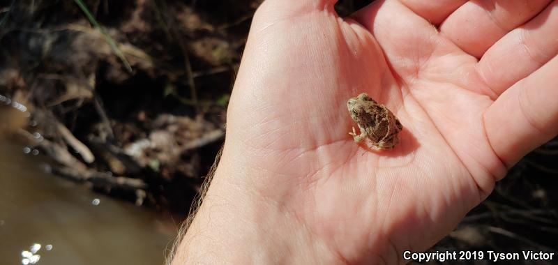 Great Plains Toad (Anaxyrus cognatus)