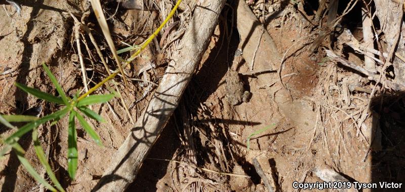 Great Plains Toad (Anaxyrus cognatus)