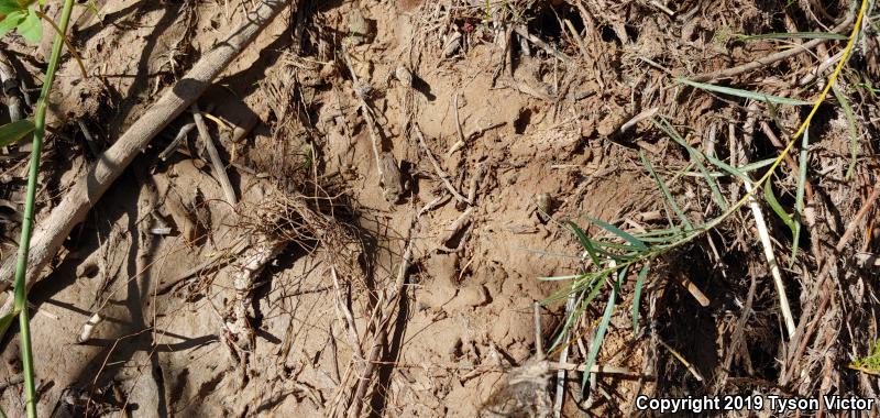 Great Plains Toad (Anaxyrus cognatus)