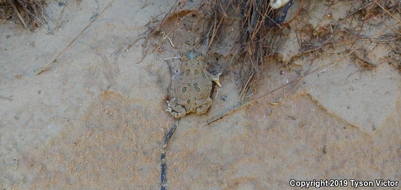 Great Plains Toad (Anaxyrus cognatus)