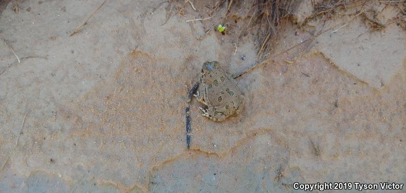 Great Plains Toad (Anaxyrus cognatus)