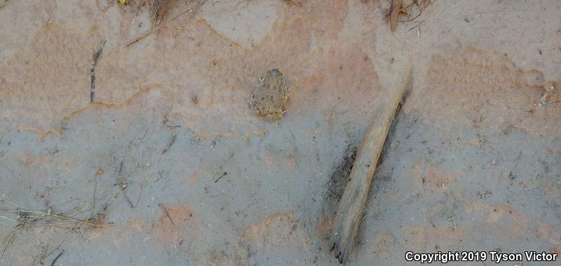 Great Plains Toad (Anaxyrus cognatus)