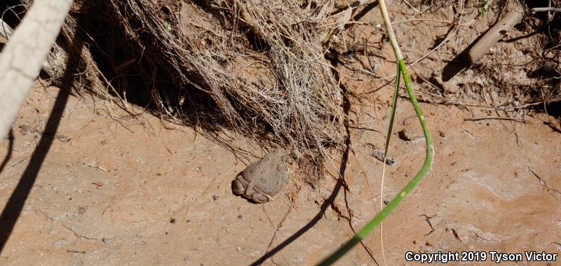 Great Plains Toad (Anaxyrus cognatus)