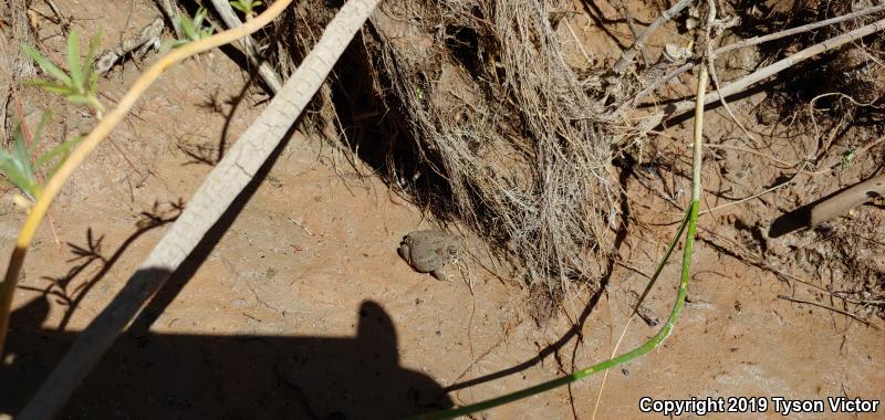 Great Plains Toad (Anaxyrus cognatus)