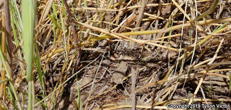 Great Plains Toad (Anaxyrus cognatus)