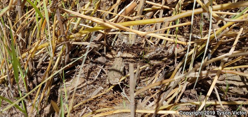 Great Plains Toad (Anaxyrus cognatus)