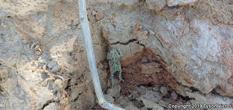 Great Plains Toad (Anaxyrus cognatus)