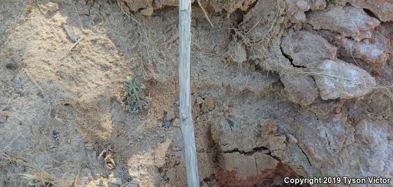 Great Plains Toad (Anaxyrus cognatus)