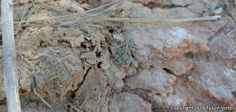 Great Plains Toad (Anaxyrus cognatus)