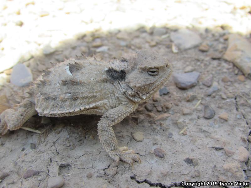 Hernandez's Short-horned Lizard (Phrynosoma hernandesi hernandesi)