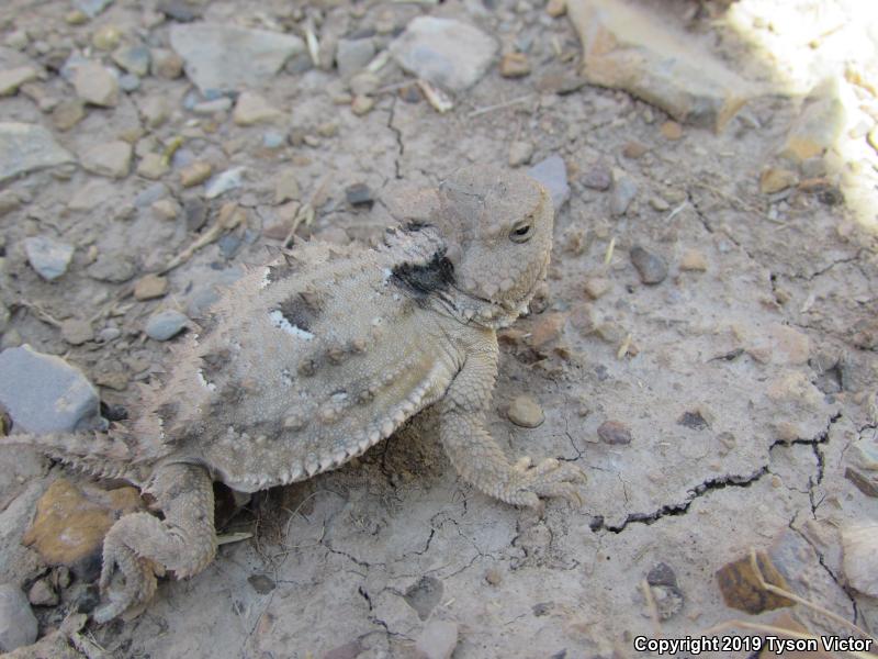 Hernandez's Short-horned Lizard (Phrynosoma hernandesi hernandesi)